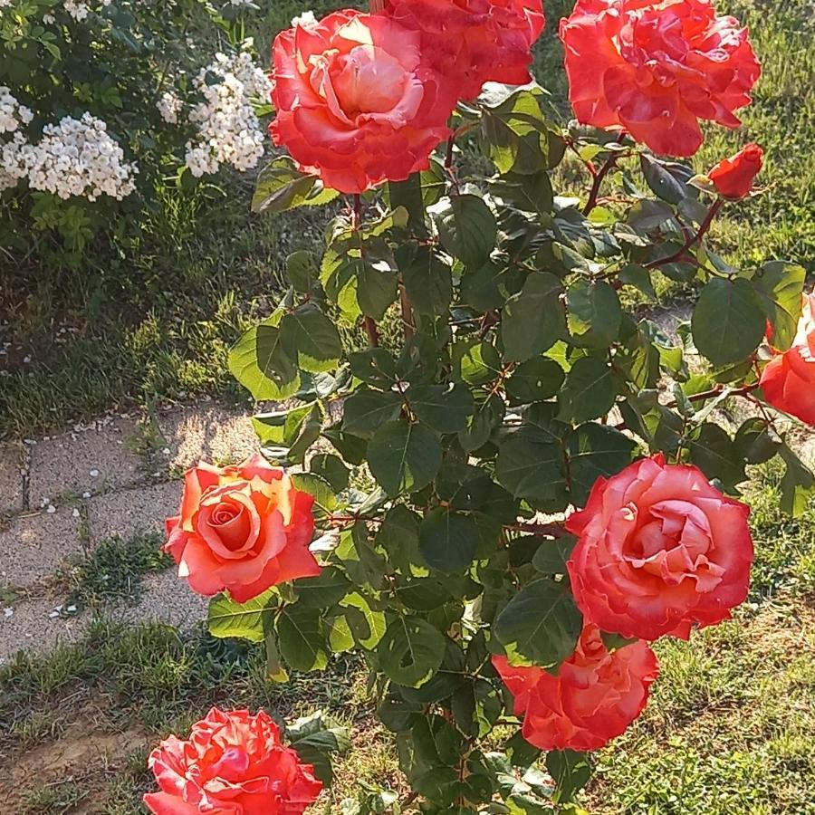 Fruskogorska Idila Apartmani فردنيك المظهر الخارجي الصورة