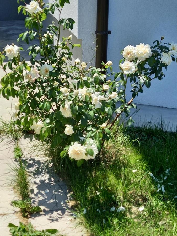 Fruskogorska Idila Apartmani فردنيك المظهر الخارجي الصورة