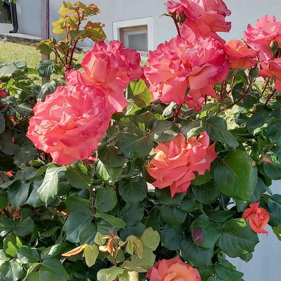 Fruskogorska Idila Apartmani فردنيك المظهر الخارجي الصورة